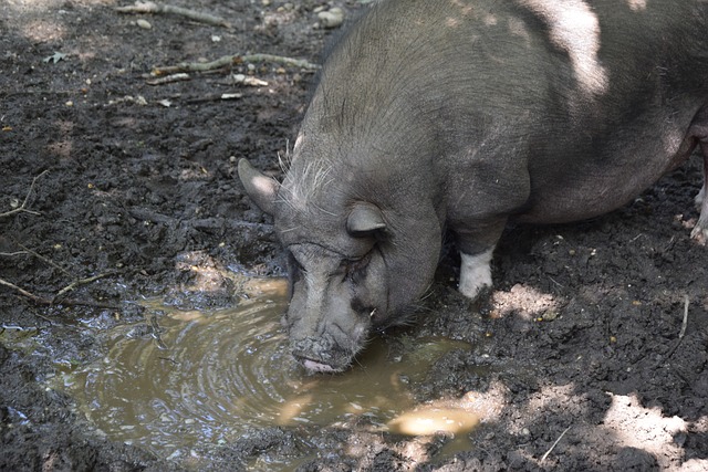 足球评论员 足球评论员