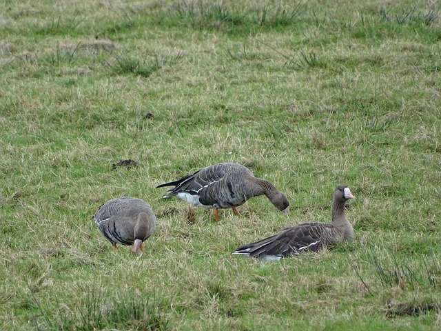己的角色 己的角色